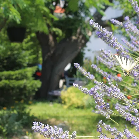 501 - Spacious And Bright On Island Of Rab