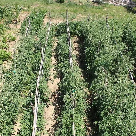 501 - Spacious And Bright On Island Of Rab *