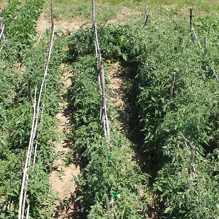 501 - Spacious And Bright On Island Of Rab * Rab Town